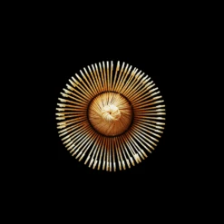 Touga Harukasumi Japanese Matcha Bowl And Whisk Set -The Custom Chef Shop Japanese Chasen Bamboo Matcha Whisk 100 Prong 5bf68d7e 0edd 403c 9bdb 4b7577da0fbc 2